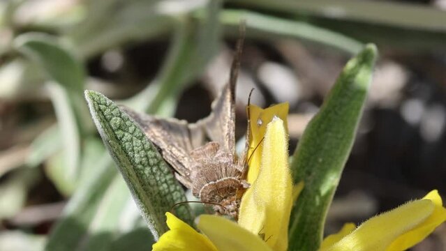 Mariposa plusia, autographa gamma, alimentandose en flor amarilla, Alcoy, Espa&ntilde;a