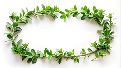 Green living plant branch on white background, blank in the middle.