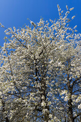 large inflorescences of white cherry blossoms in spring