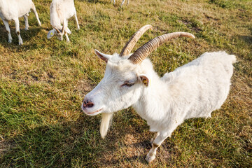 Fototapeta premium White goats in a field in northern Germany