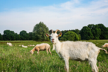 White goat in a field in northern Germany