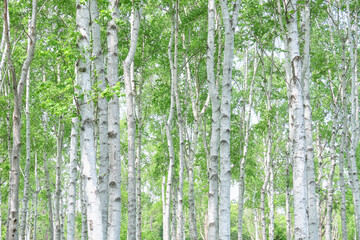 白樺林 / Grove of Japanese white birch