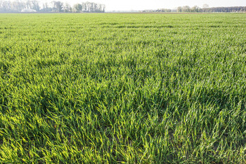 Grass in a field in northern Germany