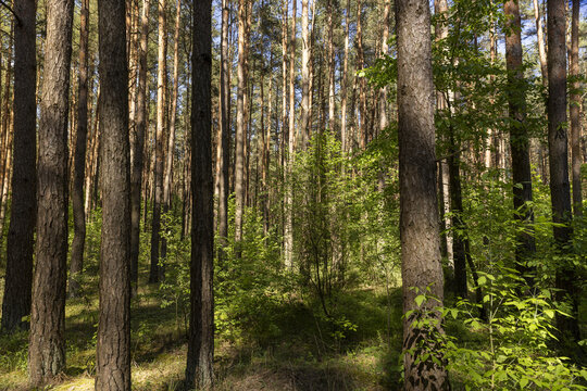 pine forest with tall trees against a blue sky background - Powered by Adobe