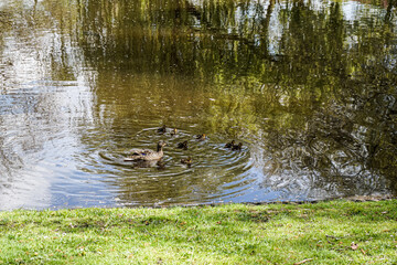 Wild ducks in a lake in northern Germany