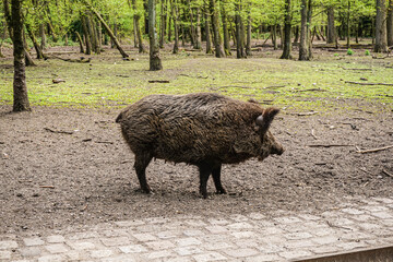 Wild boar in northern Germany