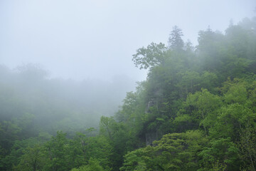 霧に包まれた恵庭渓谷 / Eniwa Valley surrounded by fog