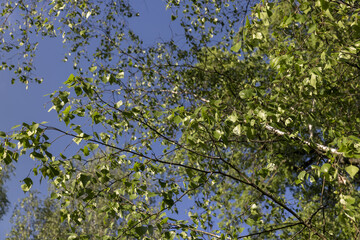 birch foliage in the spring season