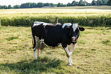 Black and white cow in a field in northern Germany