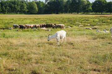 White goat in a field in northern Germany