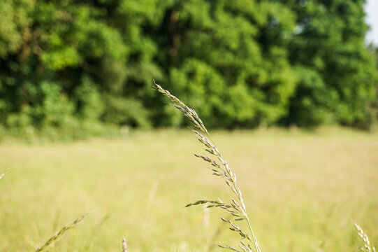 Tares in the middle of the field in northern Germany
