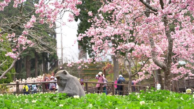 Spring of Alishan mountain National Scenic Area, cherry blossoms and monkey in Chiayi, Taiwan