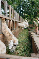 A herd of sheep eating grass in a pen with a fence in the background