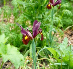 Beautiful Blue Iris flower, Iris spuria, with greenery behind. 