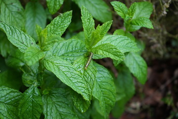 Box Tree Moth Catapiller, Cydalima perspectalison, on a Spearmint Plant leaf. 