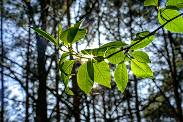 Fototapeta premium Close-up of green leaves on a branch with sunlight filtering through, creating a sunburst effect in a peaceful forest setting.