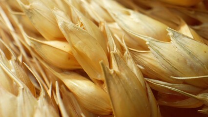 The ear of wheat is composed of several spikelets, each containing multiple florets. These florets...