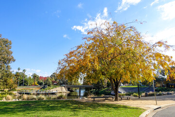 A beautiful autumn tree in a park with a bridge and waterfront walking path near Wollundry Lagoon, Wagga Wagga, NSW Australia. 