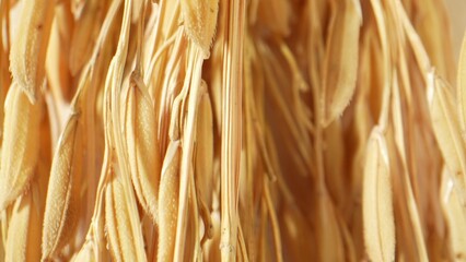 Close-up of radiant golden rice ears, capturing the essence of harvest's abundance and warmth. Food...