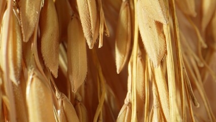 Close-up of glistening golden rice ears, showcasing the intricacies of nature's bounty and beauty....