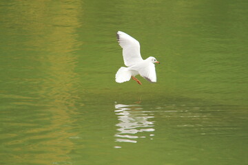 seagull on the water
