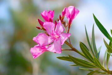 Exotic pink oleander by the sea meditereannen landscape