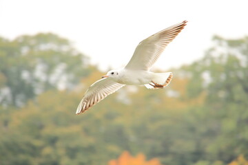 seagull in flight
