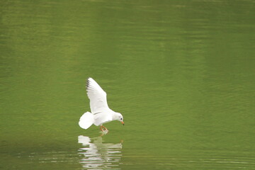 seagull in flight
