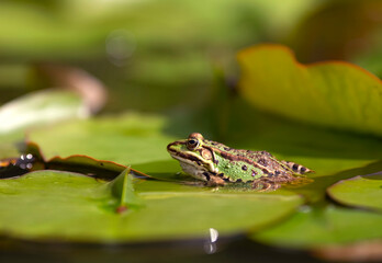 Zielona żabka siedząca na liściach nenufarów w stawie.