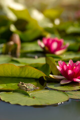 Fototapety na wymiar - Fototapeta24.pl