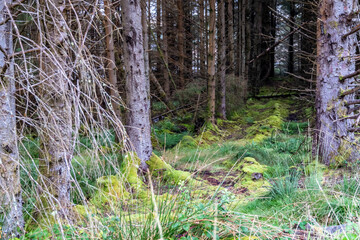 The forest at Letterilly by Glenties, County Donegal, Ireland