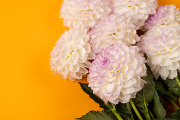 bouquet of beautiful autumn white dahlia flowers on yellow  background