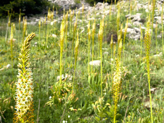 sexual enhancer tall plant; the plant can be both drunk and made into a paste