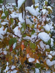 autumn leaves in the snow