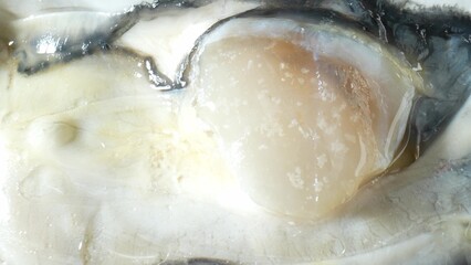 Oysters hold a unique and revered place in the world of gastronomy, celebrated for their exquisite taste, delicate texture, and aphrodisiac qualities. 
