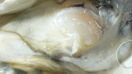 Oysters: Bivalve mollusks in Ostreidae family, found globally in coastal waters. Treasured for unique flavor, esteemed as delicacy worldwide.
