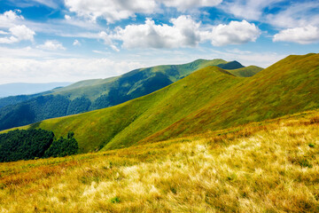 scenery with grassy slopes of borzhava ridge. scenic carpathian mountain landscape with stoj peak in the distance. popular travel destination of transcarpathia on a sunny summer day