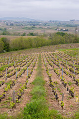 Spring vineyards near Julienas in Beaujolais, Burgundy, France