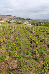 Spring vineyards near Julienas in Beaujolais, Burgundy, France