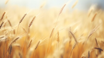 A wheat field, wheat is ripe, ready to be harvested. The sun is shining brightly, and there is a light breeze blowing. The image is peaceful and serene.