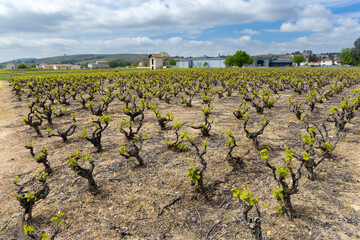 Spring vineyards near Julienas in Beaujolais, Burgundy, France