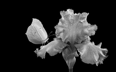 bright butterfly on iris flower in water drops. butterfly on iris isolated on black. black and...