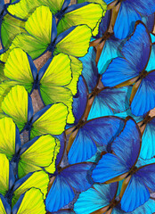 Butterfly Morpho. Flight of bright blue and yellow butterflies abstract background.