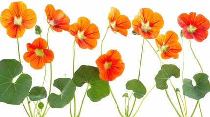 Nasturtium