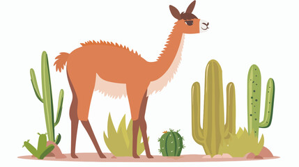 Lovely llama cria or alpaca isolated on white background