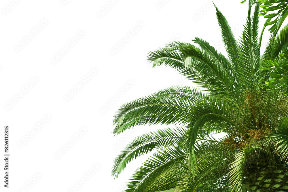 Poster palm tree branches and foliage on a white background, suitable for design templates or collages with