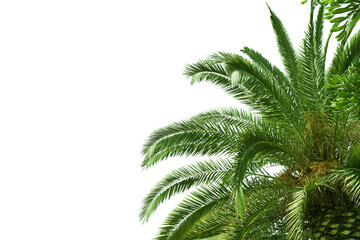 Palm tree branches and foliage on a white background, suitable for design templates or collages with a tropical theme