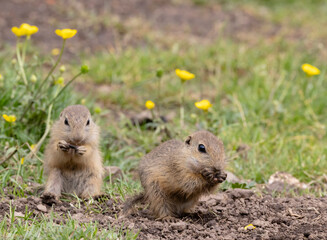 Ground squirrel colony (Syslovisko Biele vody), National park Muranska Planina, Slovakia
