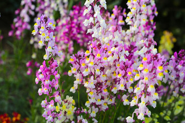 Linaria flower in the garden