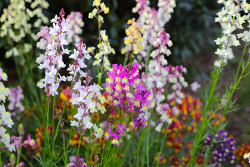 Linaria flower in the garden
